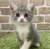 マンチカン(長足)