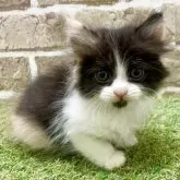 マンチカン(長足)【大阪府・女の子・2025年5月5日・キャリコ】の写真2