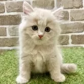 マンチカン(長足)【大阪府・男の子・2025年7月15日・クリームタビー】の写真2