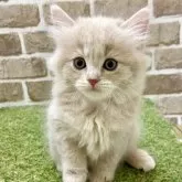 マンチカン(長足)【大阪府・男の子・2025年7月15日・クリームタビー】の写真3