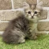 マンチカン(長足)【大阪府・女の子・2025年6月7日・キャリコ】の写真3