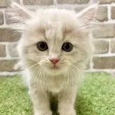 マンチカン(長足)【大阪府・男の子・2025年7月15日・クリームタビー】の写真3