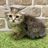 マンチカン(長足)【大阪府・女の子・2025年6月7日・キャリコ】の写真4