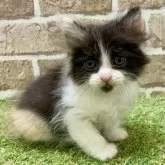 マンチカン(長足)【大阪府・女の子・2025年5月5日・キャリコ】の写真4