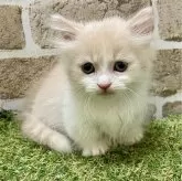 マンチカン(短足)【大阪府・男の子・2025年5月5日・クリーム&ホワイト】の写真4