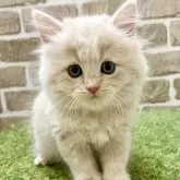 マンチカン(長足)【大阪府・男の子・2025年7月15日・クリームタビー】の写真5