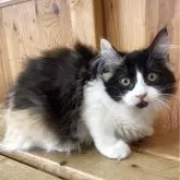 マンチカン(長足)【大阪府・女の子・2025年5月5日・キャリコ】の写真5