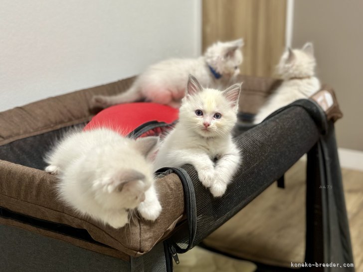 木村　香(きむら　かおり)ブリーダー(香川県・ブリティッシュショートヘアなど・JCC登録)の紹介写真5