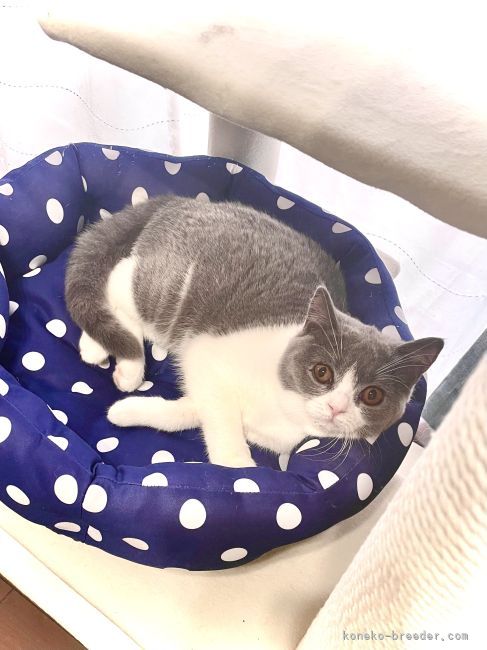 ブリティッシュショートヘア【・女の子・2021年8月7日・ブルーアンドホワイト】