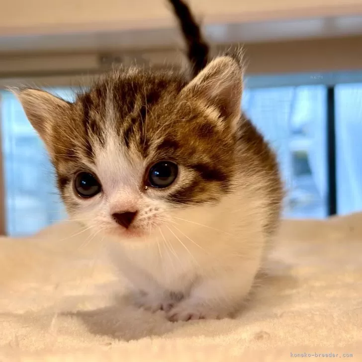 ID：2405-03585の子猫