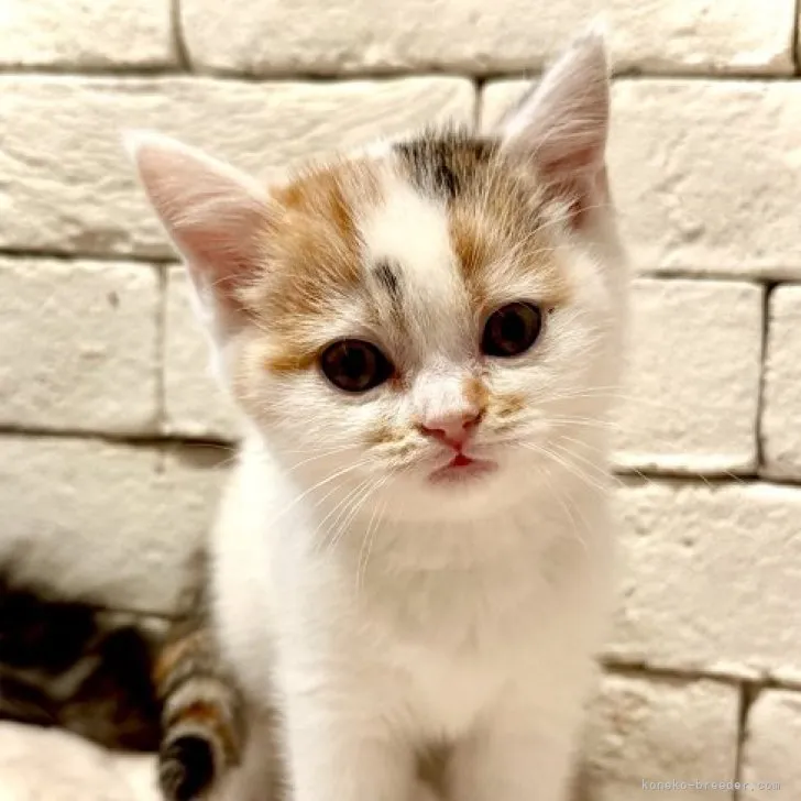 ぼん 様のお迎えした子猫