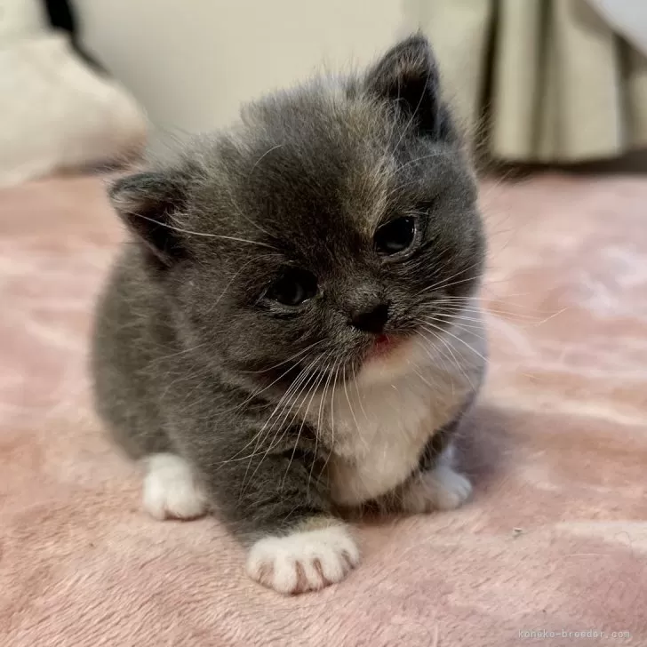 ID:2405-01384の子猫