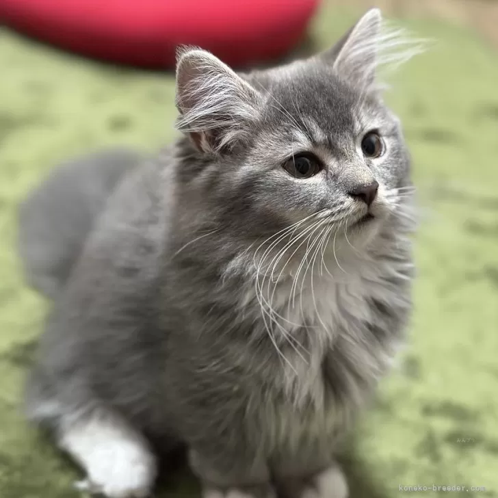 ID:2408-02925の子猫