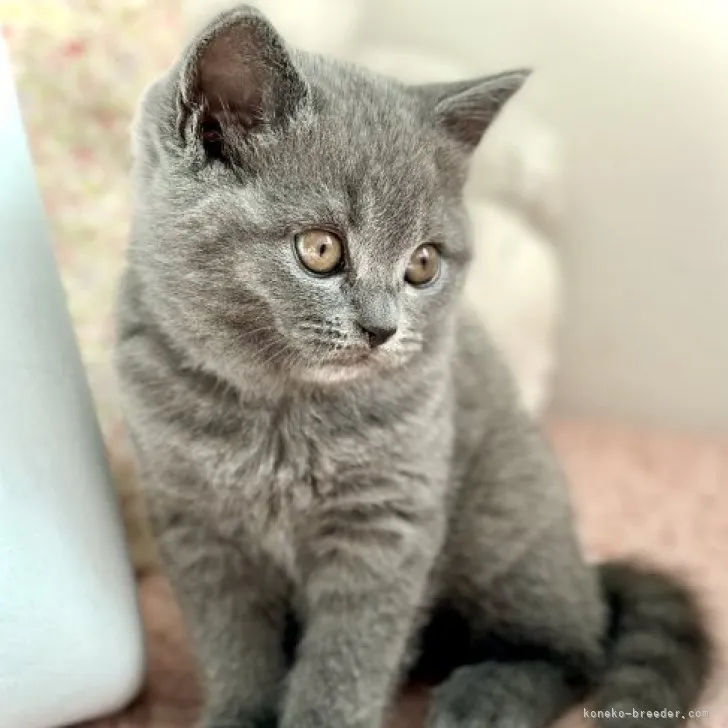 ID：2302-01613の子猫