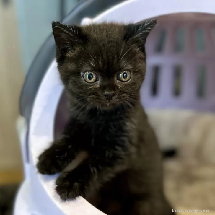 ID：2407-01454の子猫