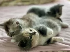 ミヌエット(短足)【香川県・女の子・2025年9月3日・ダイリュートキャリコ】の写真8