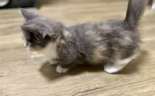 ミヌエット(短足)【香川県・女の子・2025年9月3日・ダイリュートキャリコ】の写真11