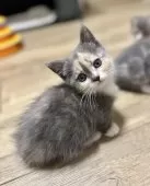 ミヌエット(短足)【香川県・女の子・2025年9月3日・ダイリュートキャリコ】の写真12