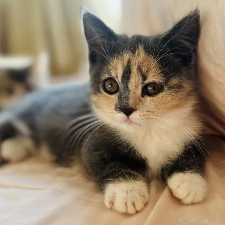 ミヌエット(短足)【香川県・女の子・2025年9月3日・ダイリュートキャリコ】の写真1