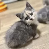 ミヌエット(短足)