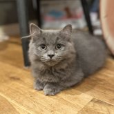 ミヌエット(短足)