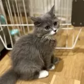 ミヌエット(長足)