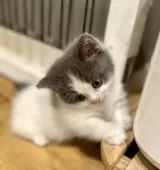 ブリティッシュショートヘア【香川県・男の子・2025年7月14日・ブルーアンドホワイト】の写真3