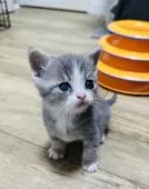 ミヌエット(長足)【香川県・男の子・2025年9月3日・ブルータビーアンドホワイト】の写真5