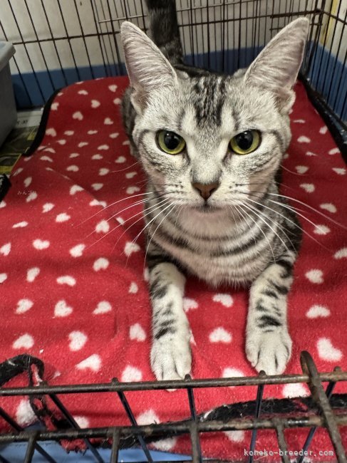 アメリカンショートヘア【・女の子・2024年5月3日・シルバータビー】