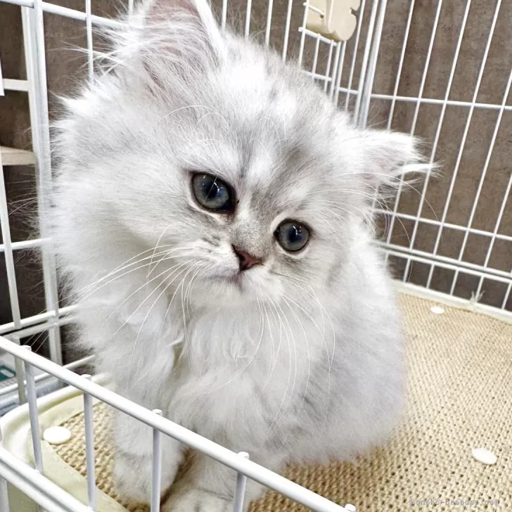 H.T 様のお迎えした子猫