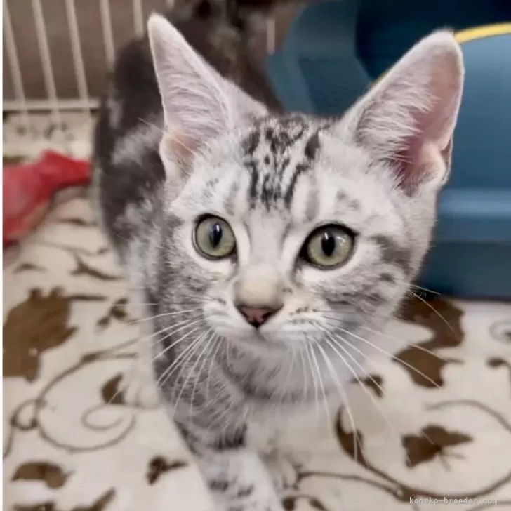 Y.A 様のお迎えした子猫