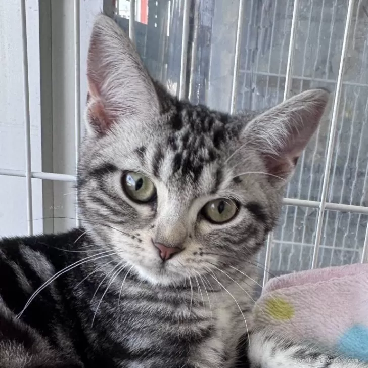 T.T 様のお迎えした子猫