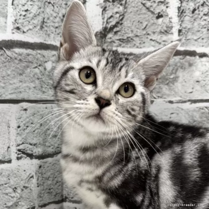 ID：2508-03271の子猫