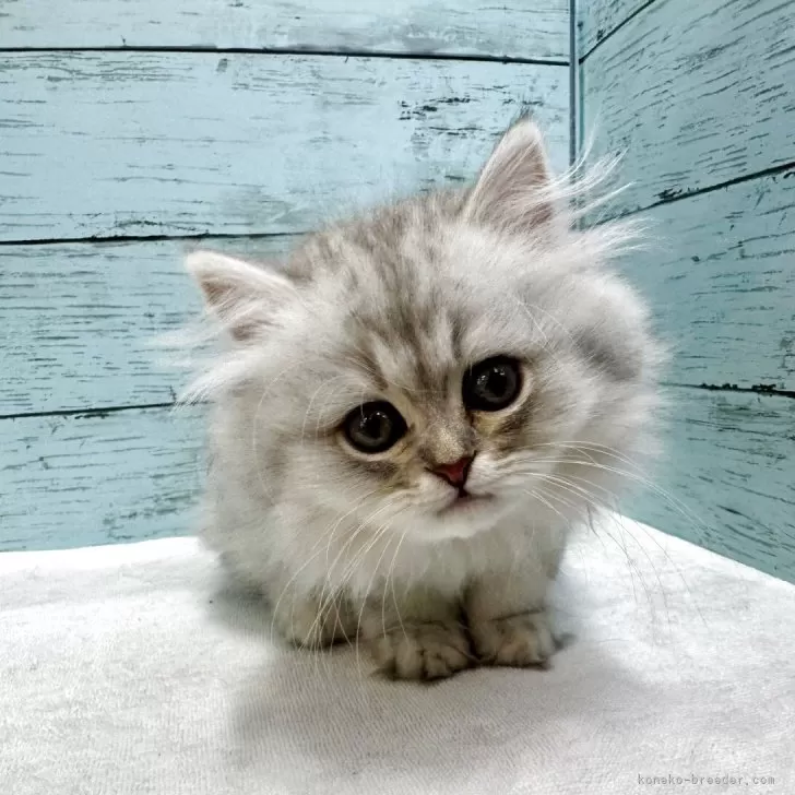 ID:2508-03359の子猫