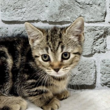 マンチカン(短足)【埼玉県・女の子・2025年8月14日・ブラウンタビー】の写真「短い足の可愛い女の子です！」