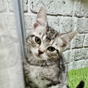 アメリカンショートヘア【埼玉県・女の子・2025年9月22日・シルバータビー】の写真「可愛いお顔の女の子です❗️」