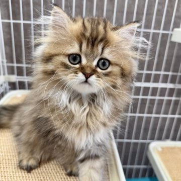 ペルシャ(チンチラ)【埼玉県・男の子・2025年6月14日・ゴールド】の写真「元気で甘えん坊な男の子です❗️」
