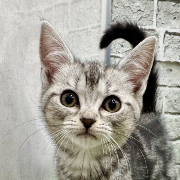 アメリカンショートヘア【埼玉県・女の子・2025年9月22日・シルバータビー】の写真「甘えん坊の女の子です❗️」