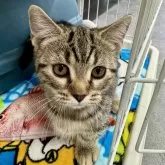 マンチカン(短足)