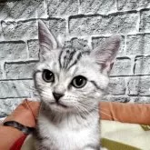 アメリカンショートヘア