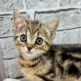 マンチカン(長足)