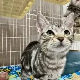 アメリカンショートヘア【埼玉県・女の子・2025年6月23日・シルバータビー】の写真2