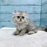 ペルシャ(チンチラ)【埼玉県・男の子・2025年6月14日・シルバー】の写真2