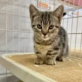 マンチカン(短足)【埼玉県・女の子・2025年8月14日・ブラウンタビー】の写真3