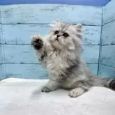 ペルシャ(チンチラ)【埼玉県・男の子・2025年6月14日・シルバー】の写真4