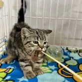 マンチカン(短足)【埼玉県・女の子・2025年8月14日・ブラウンタビー】の写真4