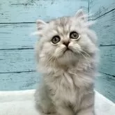 ペルシャ(チンチラ)【埼玉県・男の子・2025年6月14日・シルバー】の写真6