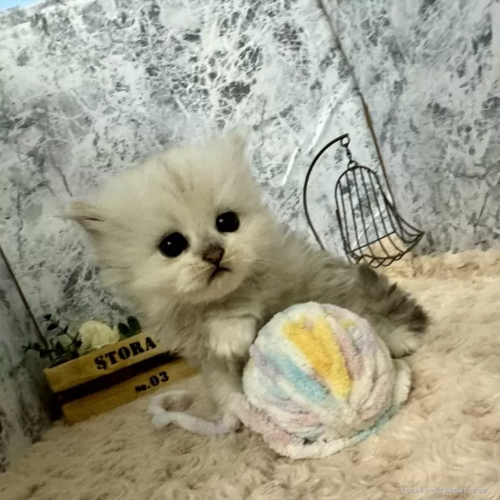 ID：2402-01313の子猫
