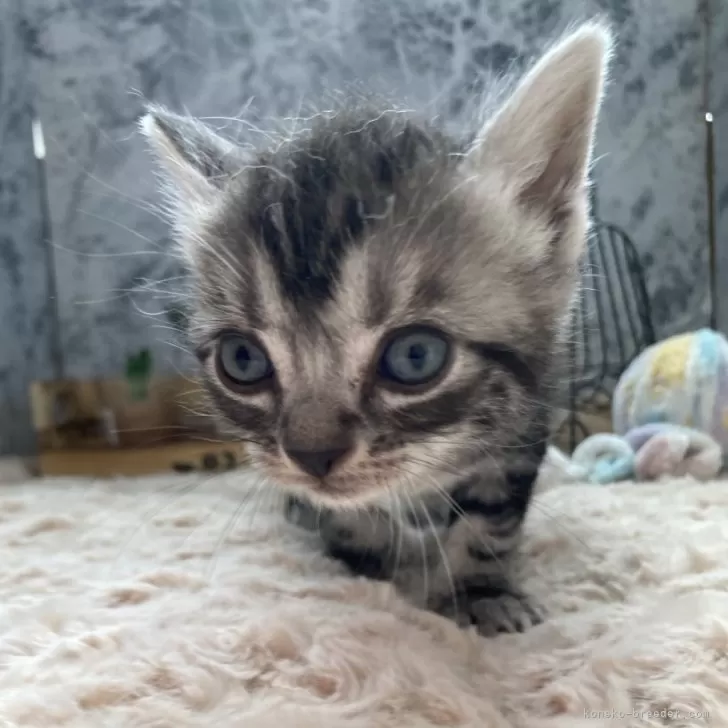 ID:2404-03219の子猫