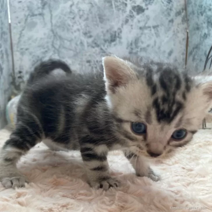 ID：2402-01693の子猫